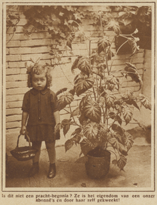 871483 Afbeelding van een grote begonia, opgekweekt door een abonnee van het weekblad 'Utrecht in Woord en Beeld', met ...